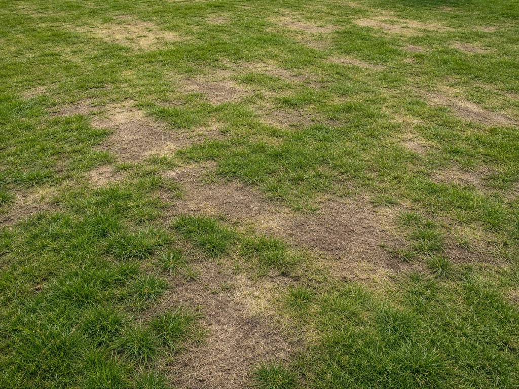 Bovenaanzicht van een Nederlands gazon in het vroege voorjaar: kale plekken en groen gras naast elkaar.