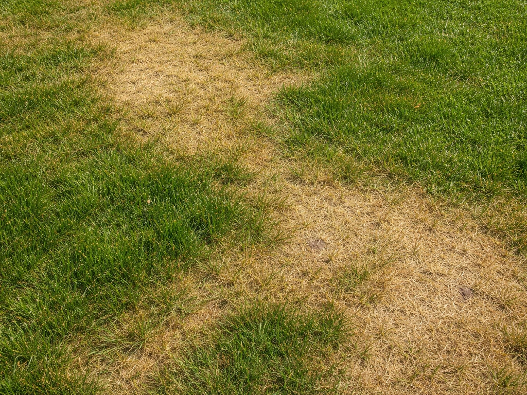 Bovenaanzicht van een gazon met geelbruine droogteplekken en nog groener gras op de achtergrond.